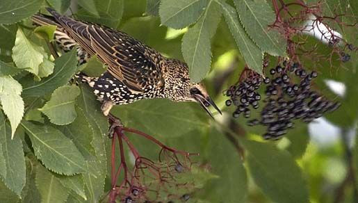 Image of starlings