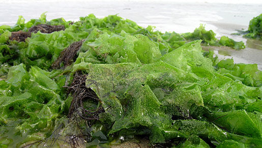 Image of Sea lettuce