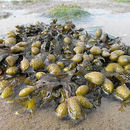 Image of Bladder Wrack