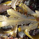 Fucus serratus的圖片