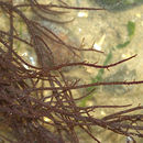 Gracilaria gracilis resmi