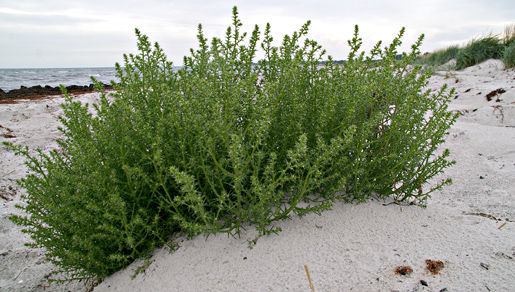 Image of Russian-thistle