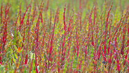 Image of Salicornia procumbens Sm.