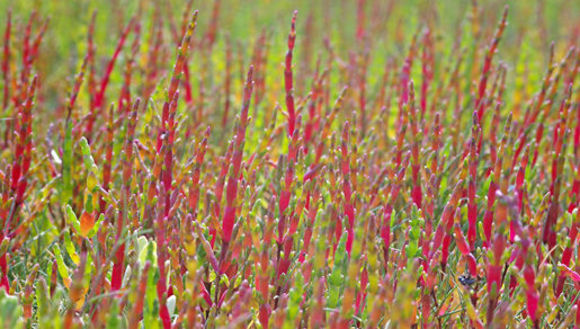 Sivun Salicornia procumbens Sm. kuva