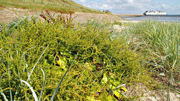 Слика од <i>Beta vulgaris</i> ssp. <i>maritima</i>