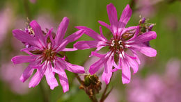 Image of ragged robin