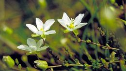 Image of knotted pearlwort