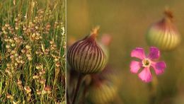 Image of striped corn catchfly