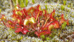 Image of Common Sundew