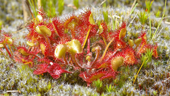 Image of Common Sundew