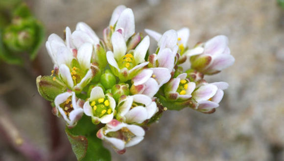 Image of early scurvygrass