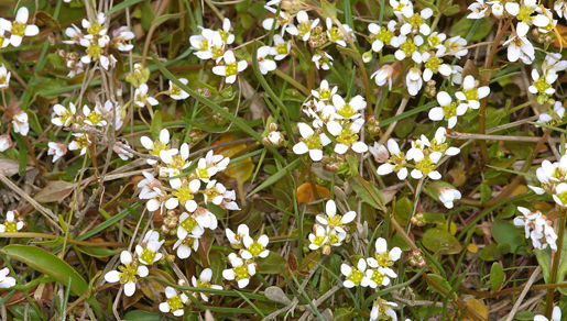 Image of Common Scurvygrass