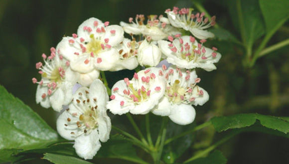 Image of Common Hawthorn