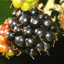 Image of <i>Rubus fruticosus</i> Hegetschw.