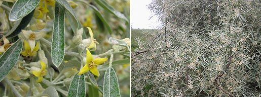 Image of Russian olive