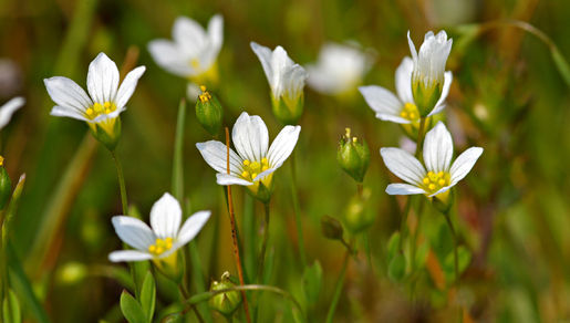 Image of purging flax, fairy flax