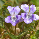 Image of dog violet