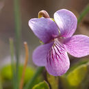 Viola palustris L. resmi