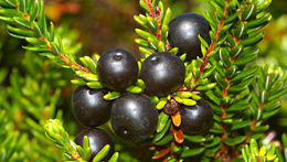 Image of black crowberry