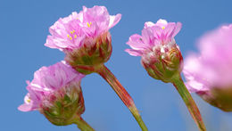 Imagem de Armeria maritima (Mill.) Willd.