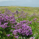 Image of Mediterranean sea lavender
