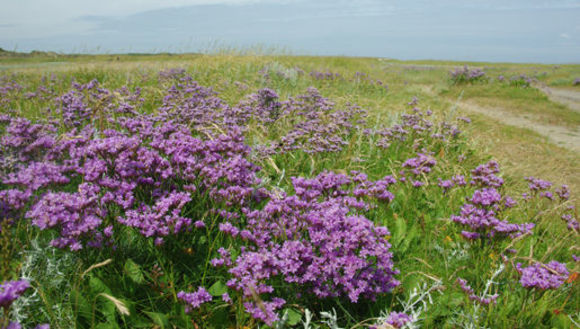 Image of Mediterranean sea lavender