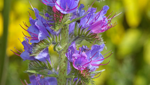 Imagem de Echium vulgare L.