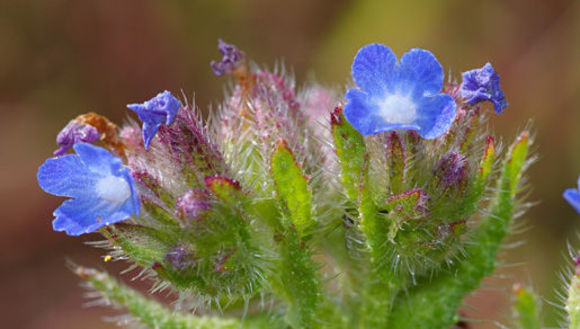 Image of bugloss