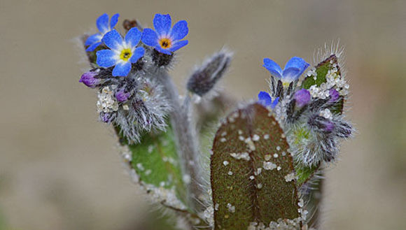 Image of Early Forget-me-not