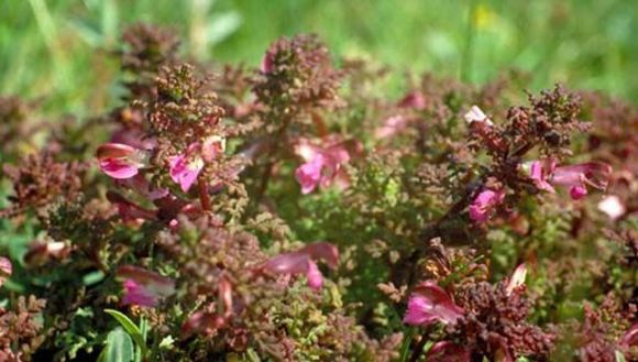 Image of lousewort