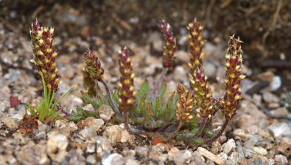 Image of buckhorn plantain