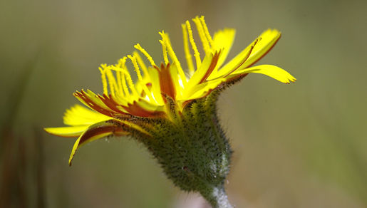 Image of Mouse-ear-hawkweed