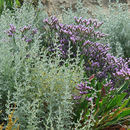 Image of <i>Artemisia maritima</i> L.