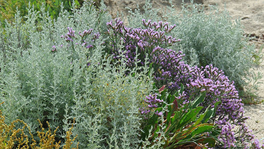 Image of <i>Artemisia maritima</i> L.