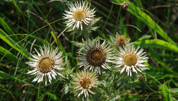 Carlina vulgaris L. resmi