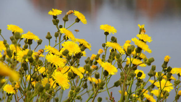 Image of marsh sow-thistle