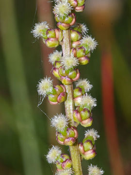 Image of Sea Arrowgrass