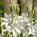 Image of drooping star of Bethlehem