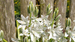 Image of drooping star of Bethlehem