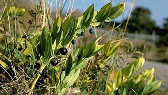 Image of Solomon's Seal