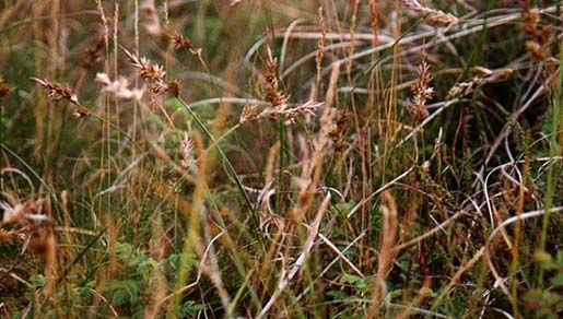 Image of black needle rush