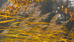 Image of common reed