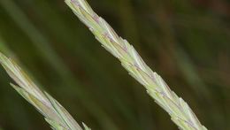 Image de Elymus athericus (Link) Kerguélen