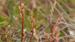 Image of ferngrass