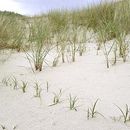 Image of sand sedge