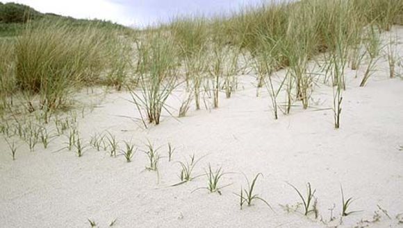 Image of sand sedge