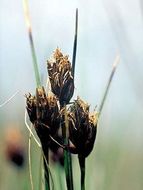 Image of bog-rush