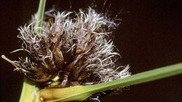 Image of bulrush