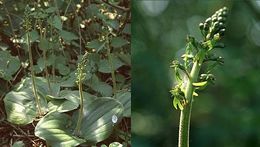 Image of Twayblade