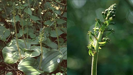 Image of Twayblade